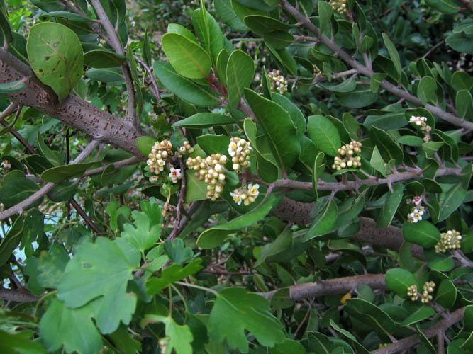 Detailed Picture 4 of Rhus integrifolia