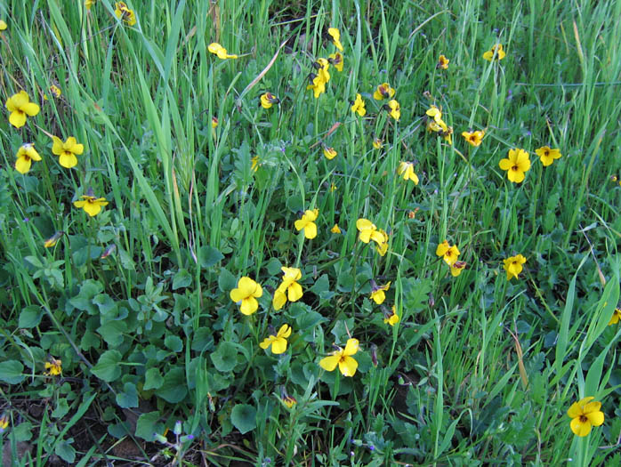 Detailed Picture 3 of Viola pedunculata