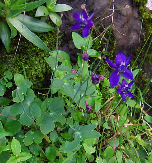 Detailed Picture 5 of Delphinium patens ssp. hepaticoideum