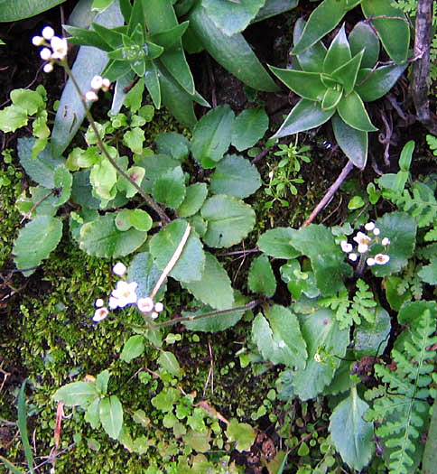 Detailed Picture 5 of Micranthes californica