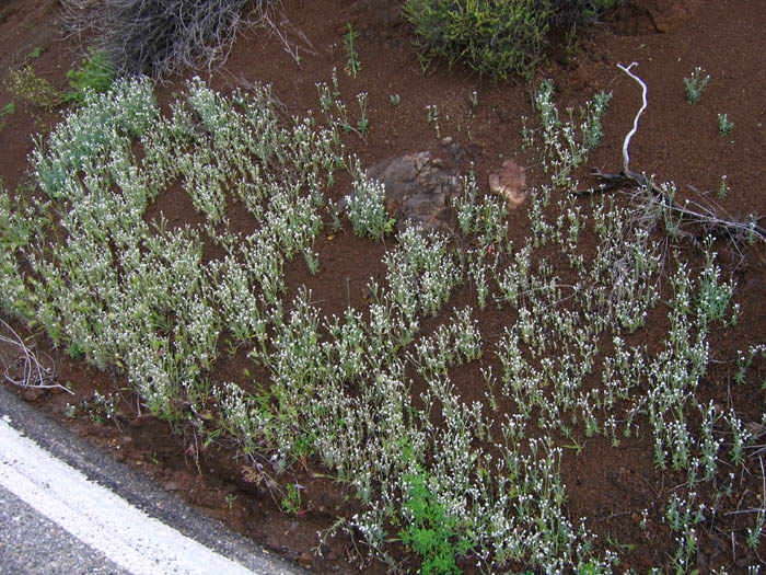 Detailed Picture 5 of Cryptantha muricata var. muricata