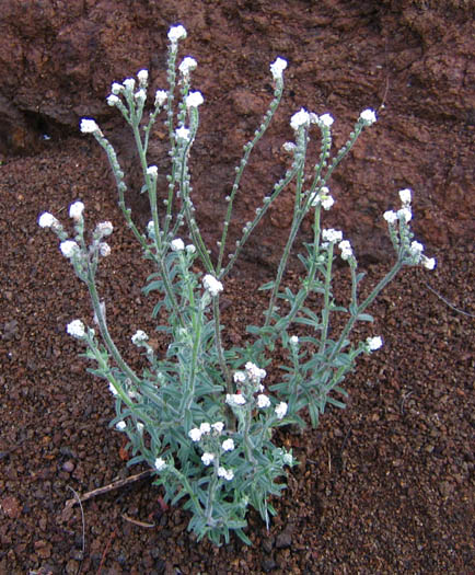 Detailed Picture 4 of Cryptantha muricata var. muricata