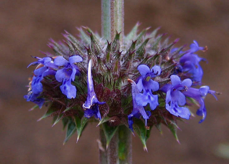 Detailed Picture 1 of Salvia columbariae