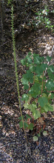 Detailed Picture 5 of Piperia elongata