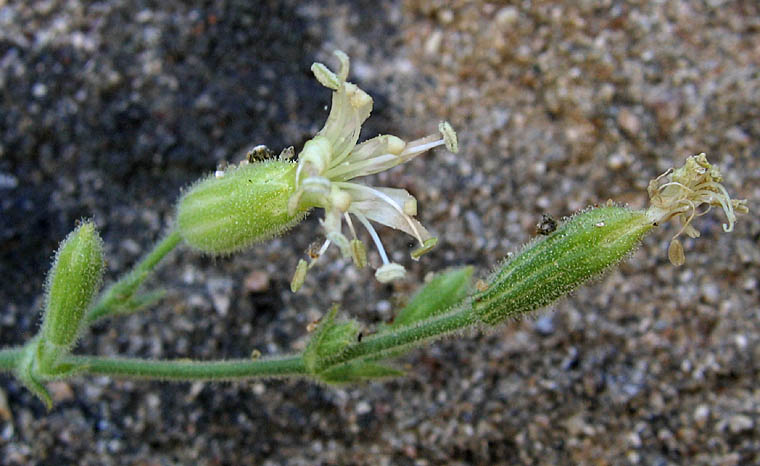 Detailed Picture 2 of Silene verecunda