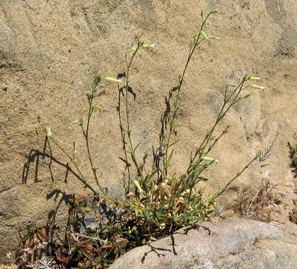 Detailed Picture 3 of Silene verecunda