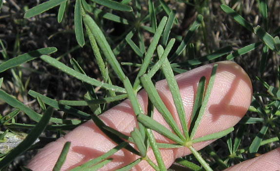 Detailed Picture 4 of Lupinus truncatus