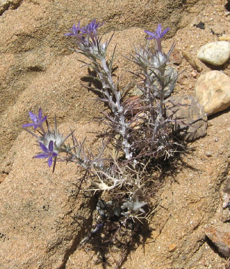 Detailed Picture 4 of Eriastrum densifolium ssp. elongatum