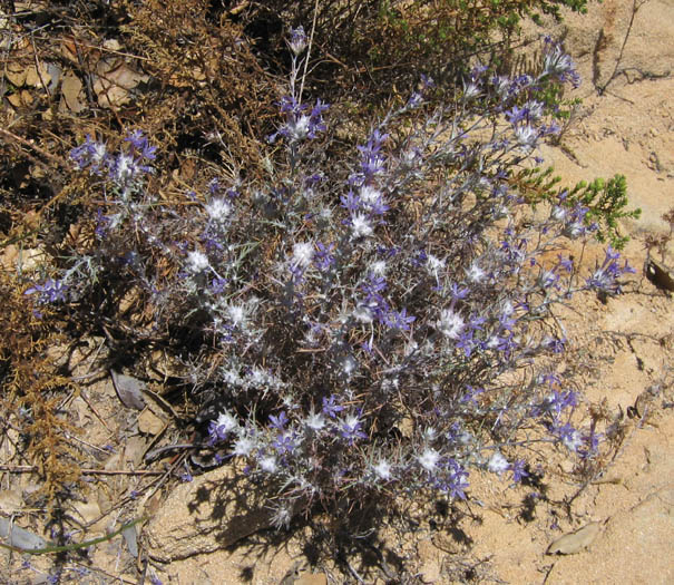 Detailed Picture 6 of Eriastrum densifolium ssp. elongatum