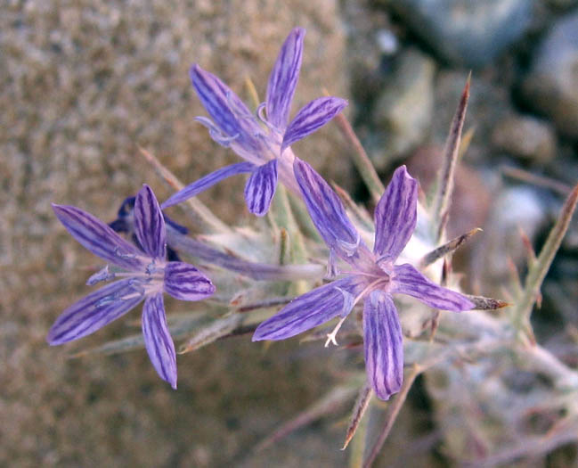 Detailed Picture 3 of Eriastrum densifolium ssp. elongatum