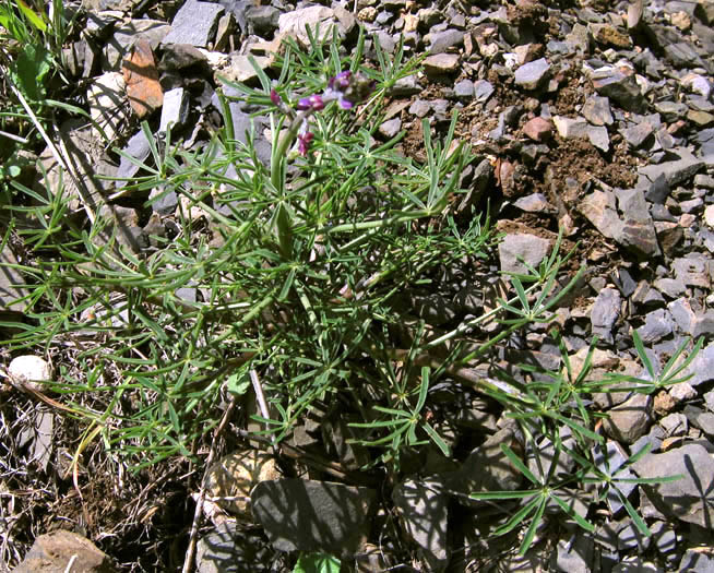 Detailed Picture 3 of Lupinus truncatus