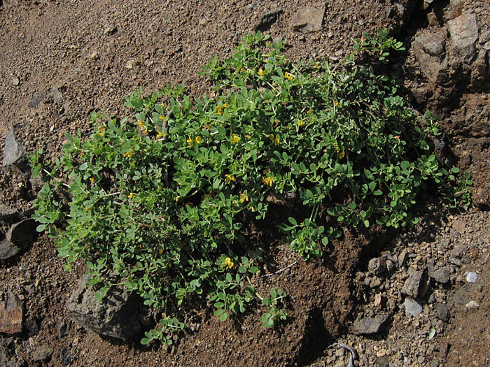 Detailed Picture 4 of Acmispon maritimus var. maritimus