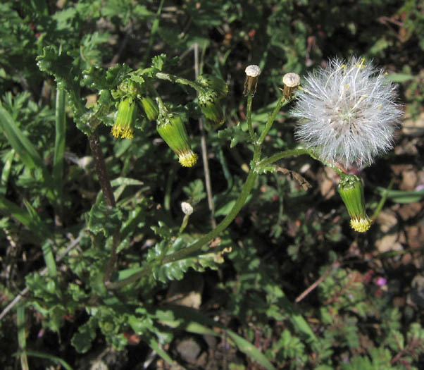 Detailed Picture 5 of Senecio vulgaris