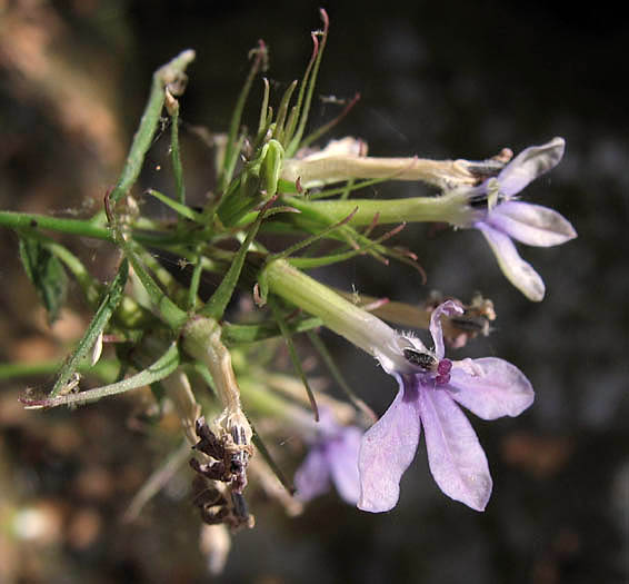 Detailed Picture 5 of Lobelia dunnii var. serrata