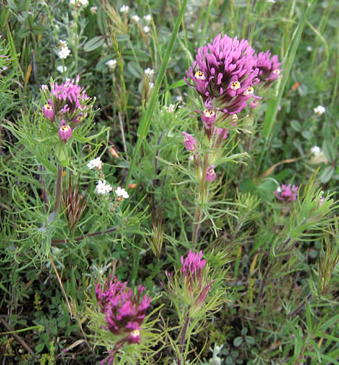 Detailed Picture 4 of Castilleja exserta ssp. exserta