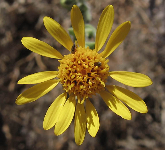 Detailed Picture 1 of Heterotheca sessiliflora