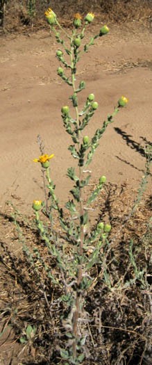 Detailed Picture 6 of Heterotheca sessiliflora