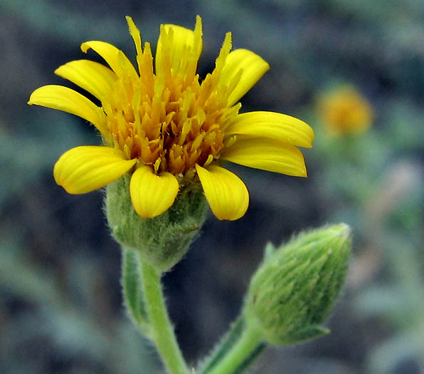 Detailed Picture 2 of Heterotheca sessiliflora