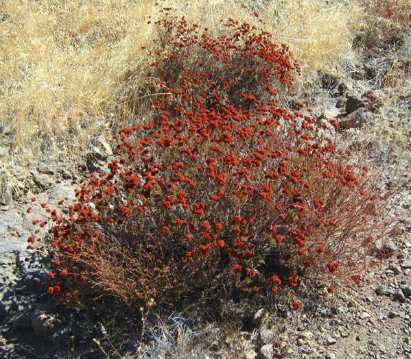 Detailed Picture 9 of Eriogonum fasciculatum var. foliolosum