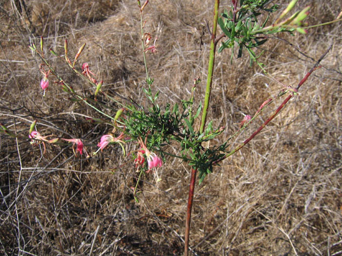 Detailed Picture 4 of Oenothera suffrutescens