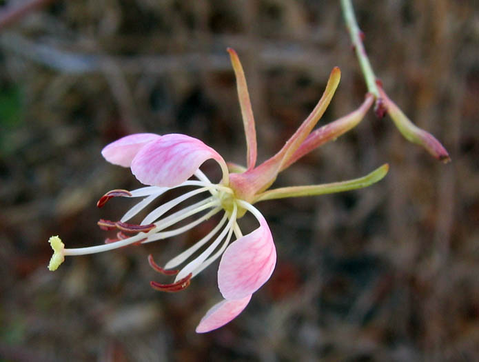 Detailed Picture 2 of Oenothera suffrutescens