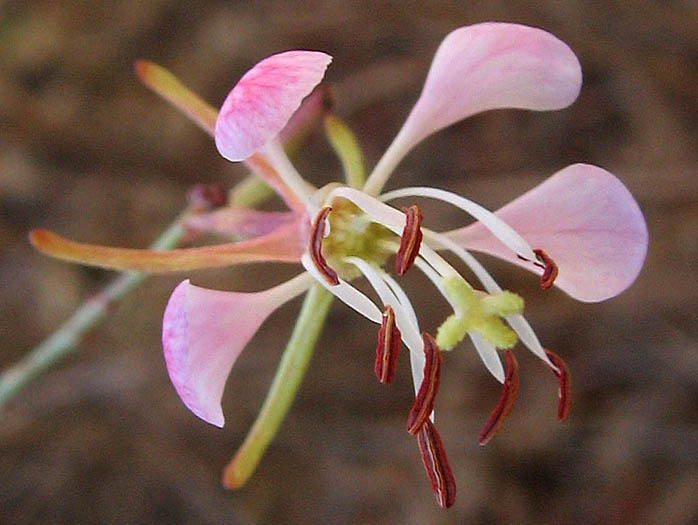 Detailed Picture 1 of Oenothera suffrutescens