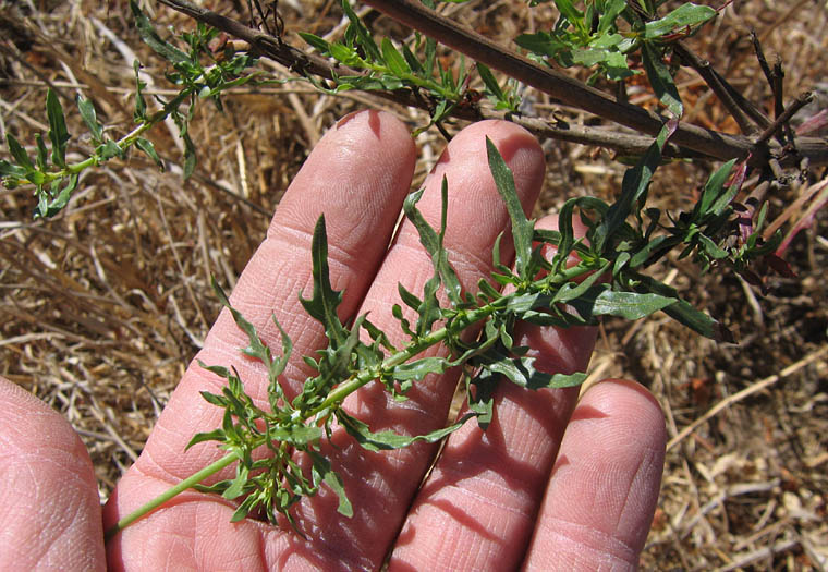 Detailed Picture 3 of Oenothera suffrutescens