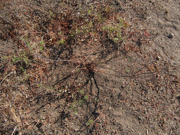 Detailed Picture 5 of Oenothera suffrutescens