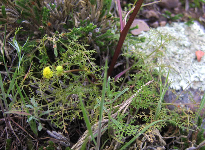 Detailed Picture 5 of Sanicula tuberosa