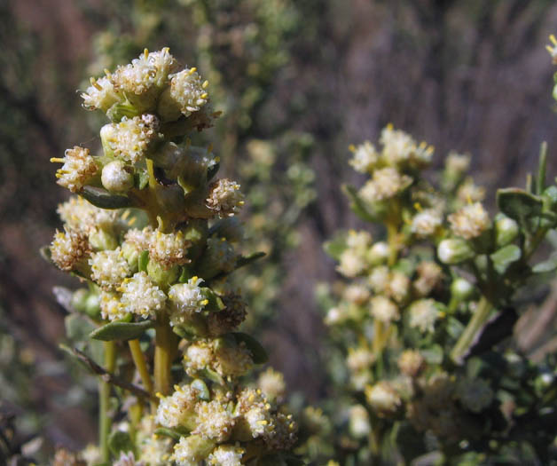 Detailed Picture 2 of Baccharis pilularis ssp. consanguinea