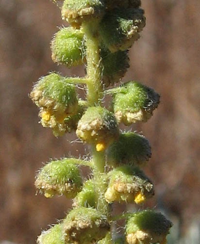 Detailed Picture 1 of Ambrosia psilostachya