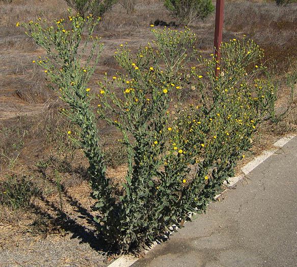 Detailed Picture 4 of Heterotheca grandiflora