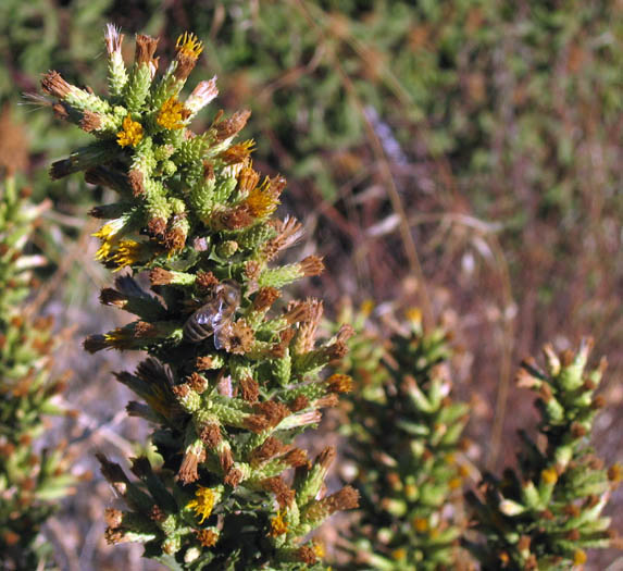 Detailed Picture 3 of Hazardia squarrosa var. grindelioides