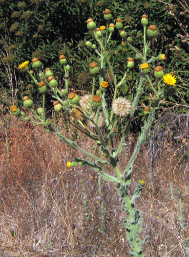 Detailed Picture 3 of Heterotheca grandiflora