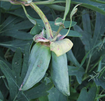 Detailed Picture 5 of Paeonia californica