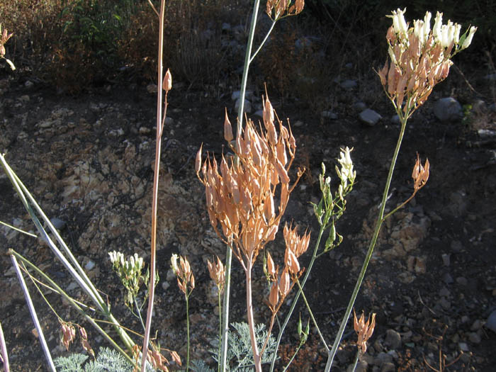 Detailed Picture 8 of Ehrendorferia ochroleuca