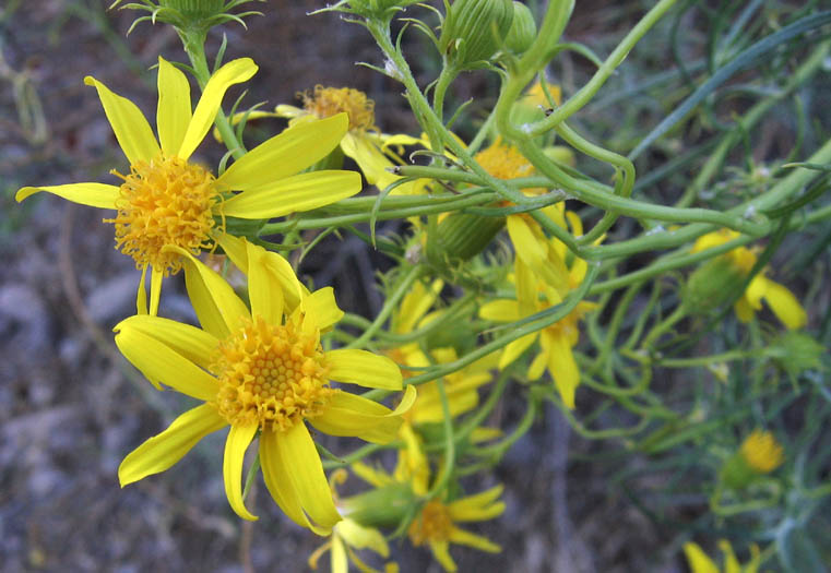 Detailed Picture 2 of Senecio flaccidus var. douglasii