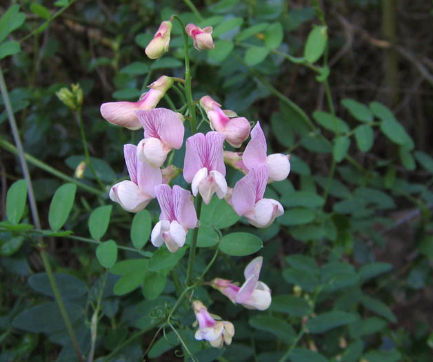 Detailed Picture 3 of Lathyrus vestitus var. vestitus