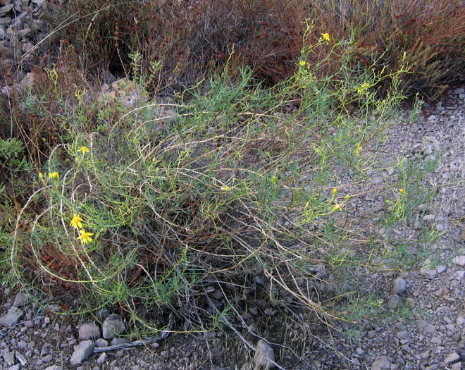 Detailed Picture 5 of Senecio flaccidus var. douglasii