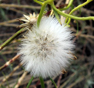 Detailed Picture 7 of Senecio flaccidus var. douglasii