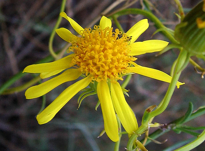 Detailed Picture 1 of Senecio flaccidus var. douglasii