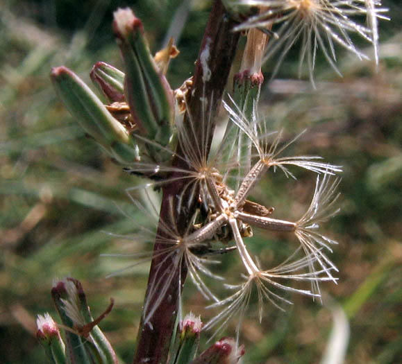 Detailed Picture 4 of Stephanomeria exigua ssp. coronaria