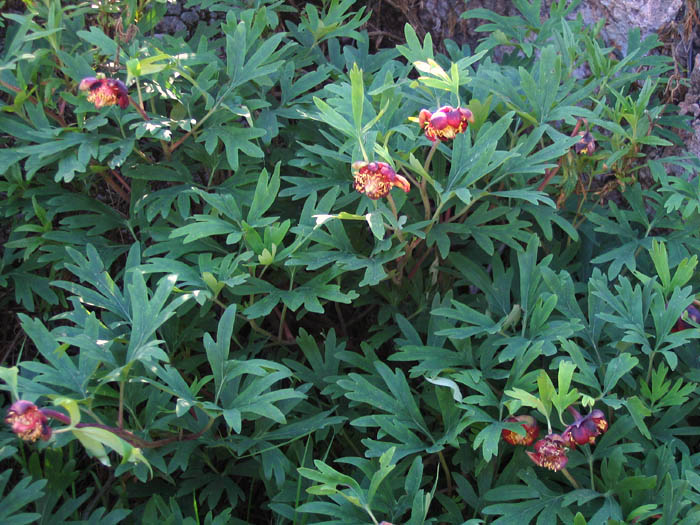 Detailed Picture 3 of Paeonia californica