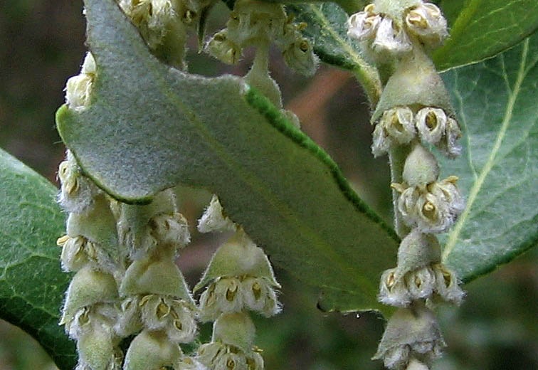 Detailed Picture 1 of Garrya veatchii