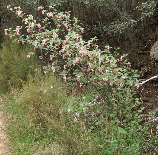 Detailed Picture 4 of Ribes malvaceum