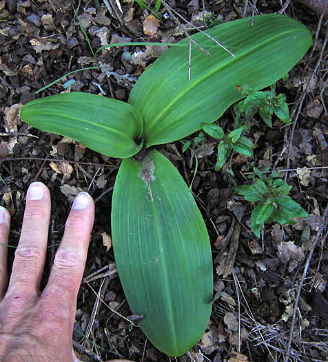 Detailed Picture 7 of Piperia elongata