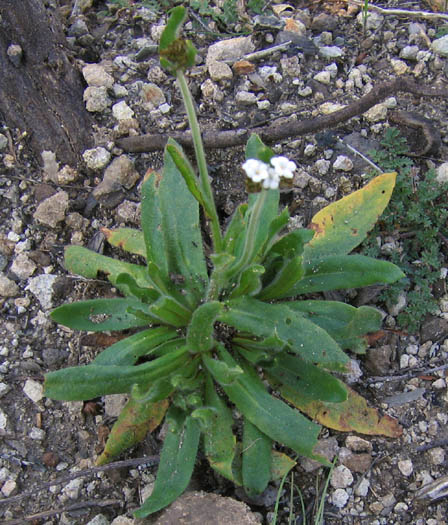 Detailed Picture 2 of Plagiobothrys nothofulvus