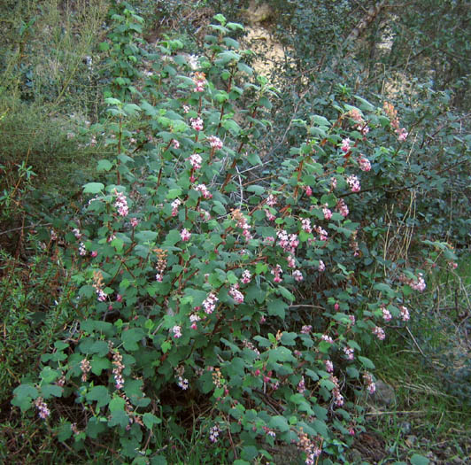 Detailed Picture 5 of Ribes malvaceum