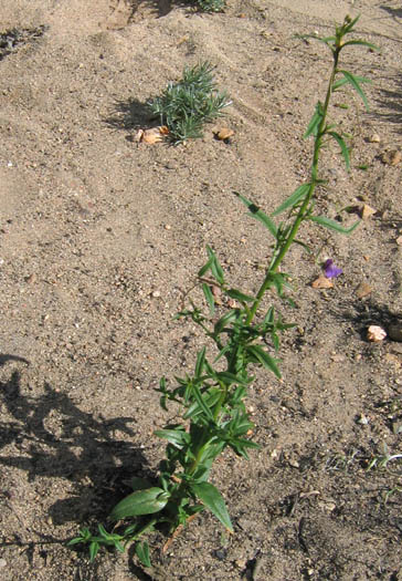 Detailed Picture 5 of Antirrhinum nuttallianum