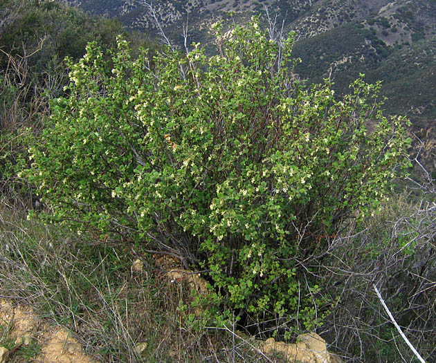 Detailed Picture 4 of Ribes indecorum